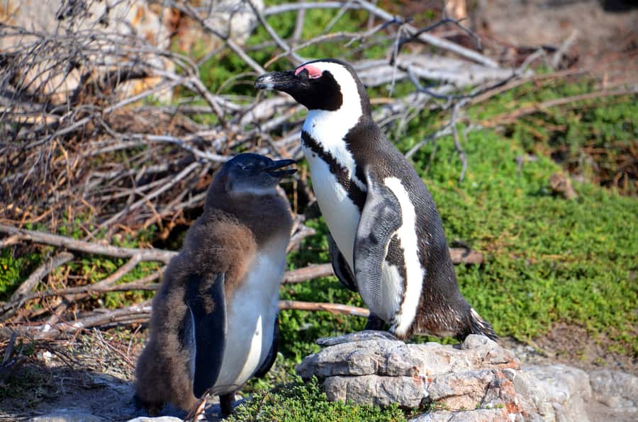 Cape Point Full-Day Tour From Cape Town - Boulders Beach and the penguin colony