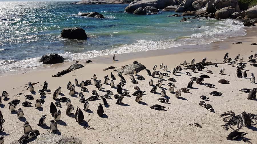Cape Point & Penguins: Private Cape Peninsula Tour. - Why this private Cape Peninsula tour works