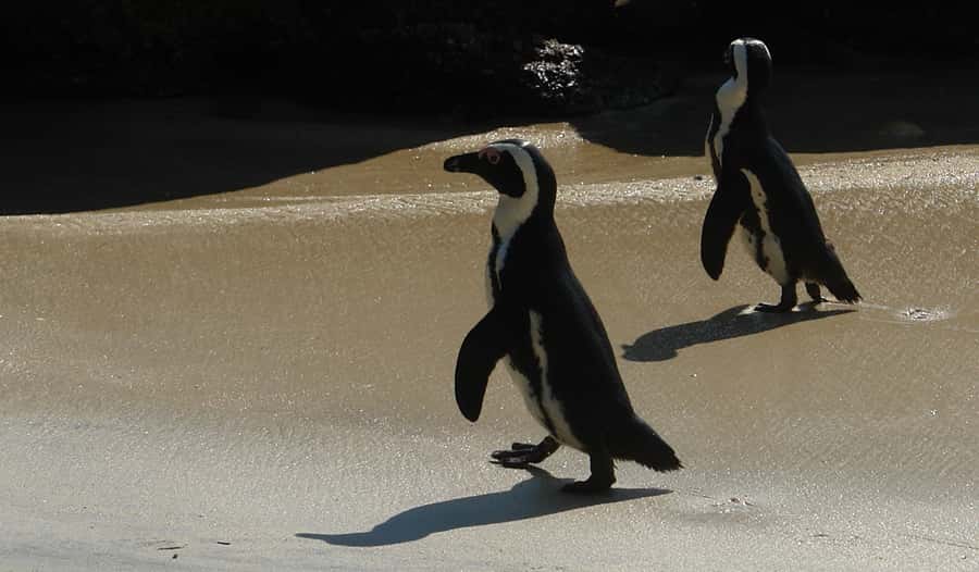 Cape Point & Penguins: Private Cape Peninsula Tour. - Simon’s Town brings the naval past and the penguins