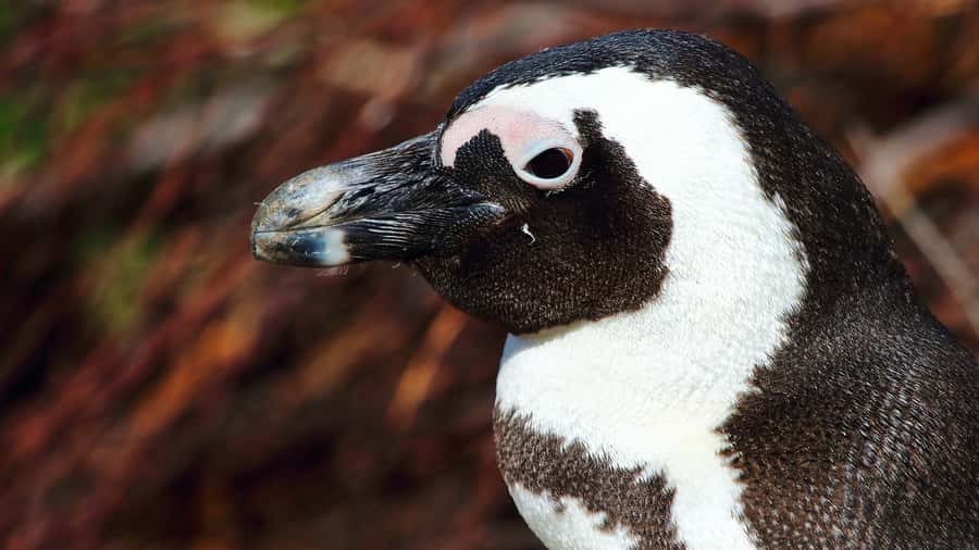 Cape Point & Penguins: Private Cape Peninsula Tour. - Chapman’s Peak provides the grand finale