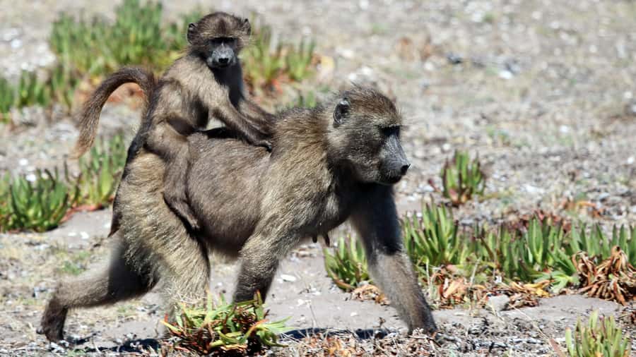 Cape Point & Penguins: Private Cape Peninsula Tour. - What the private format is really worth