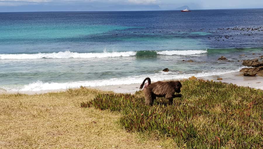 Cape Point & Penguins: Private Cape Peninsula Tour. - Muizenberg and False Bay set the tone
