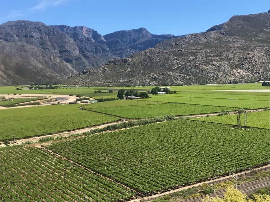 Cape Town: 15 Wine Tasting & Wildlife Small Group Tour - Why this Cape Winelands day is different