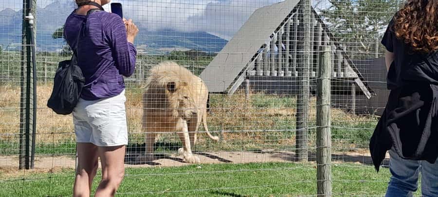 Cape Town: 15 Wine Tasting & Wildlife Small Group Tour - Small-group comfort, guides, and practical timing