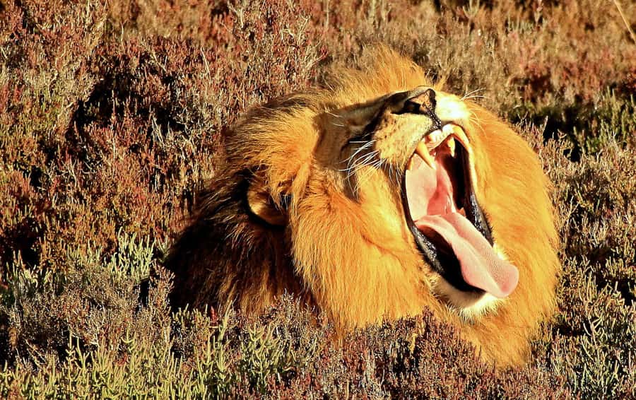 Cape Town: 2-Day Wildlife Tour with Safaris and Luxury Stay - Key points to know before booking