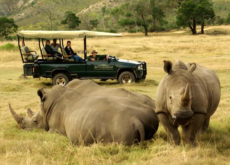 Cape Town: 2-Day Wildlife Tour with Safaris and Luxury Stay - Who should book this trip?