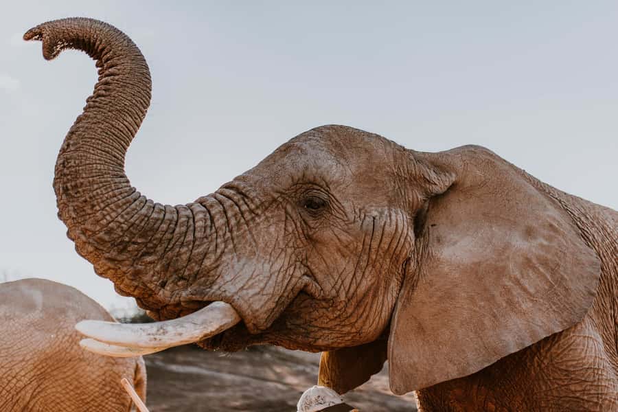 Cape Town: 2-Day Wildlife Tour with Safaris and Luxury Stay - What this Western Cape safari is really like
