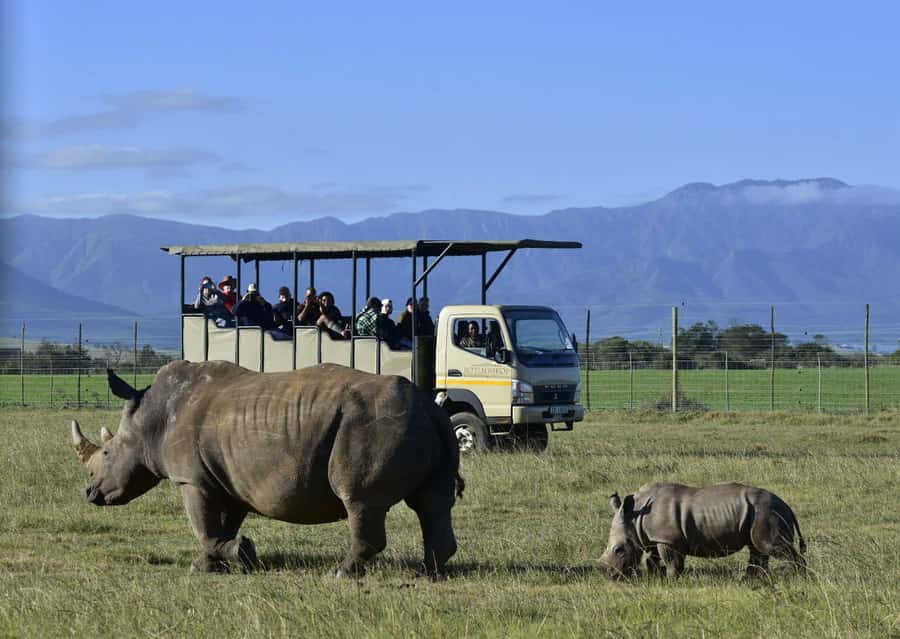 Cape Town: 2-Day Wildlife Tour with Safaris and Luxury Stay - The second bush drive near Oudtshoorn