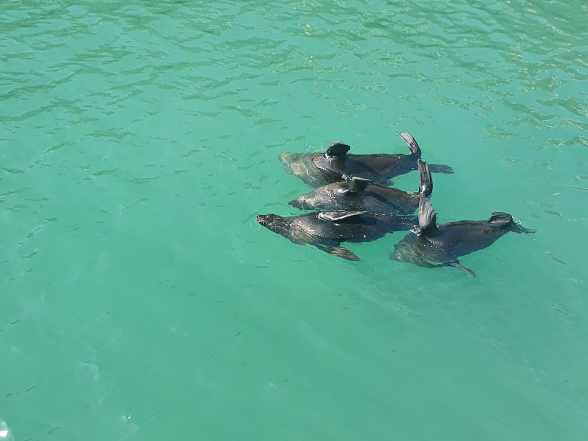 Cape Town: 30 Minute Harbour Boat Cruise with Seal Watching - Setting out from Cape Town’s V&A Waterfront