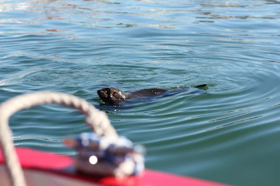 Cape Town: 30 Minute Seal-Watching Harbour Cruise - What you see during the 30-minute route