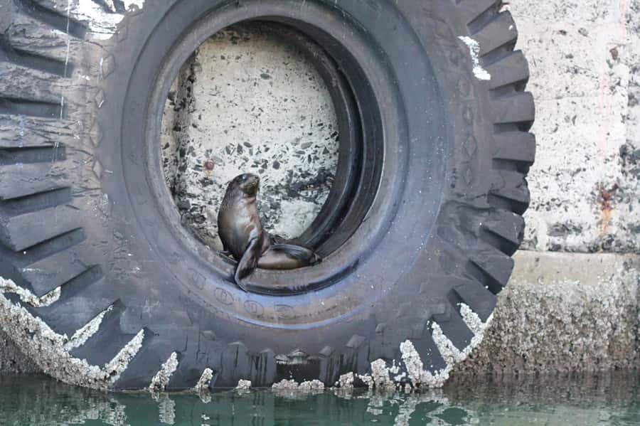 Cape Town: 30 Minute Seal-Watching Harbour Cruise - Cape fur seals are the star attraction