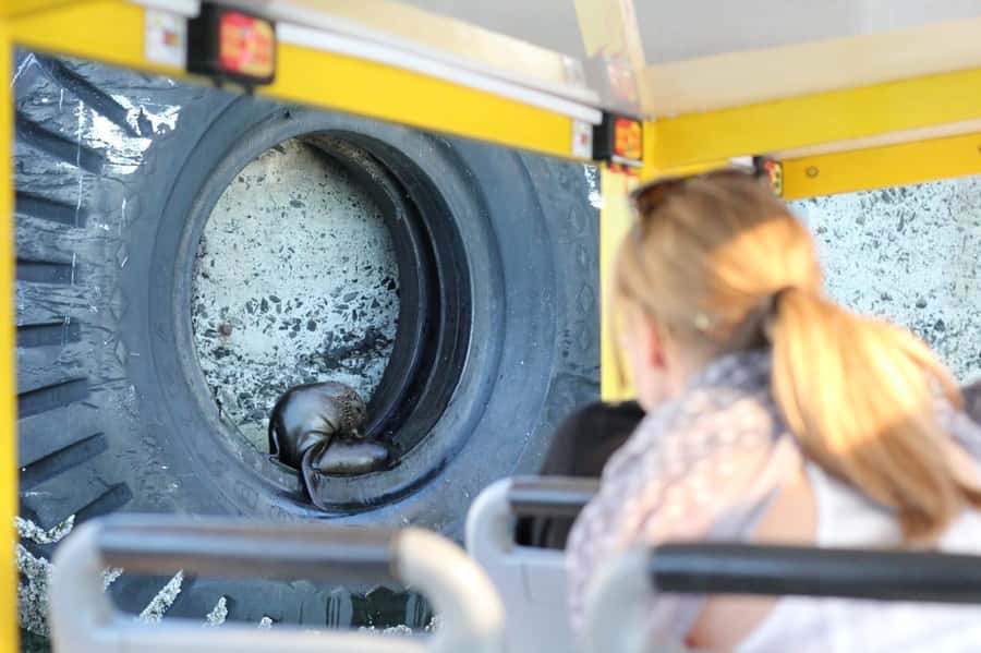 Cape Town: 30 Minute Seal-Watching Harbour Cruise - Why the $6 price is useful