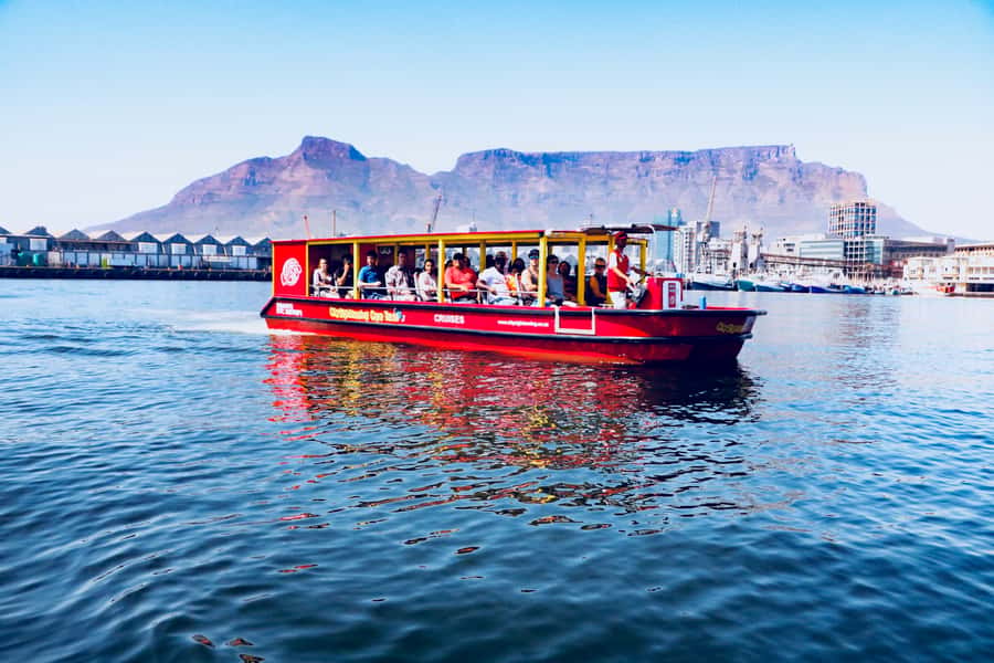 Cape Town: 30 Minute Seal-Watching Harbour Cruise - Timing, weather, and what to expect