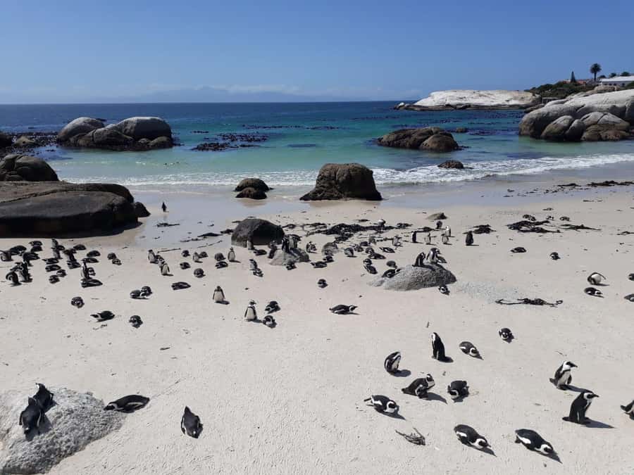 Cape Town: 9-hour Cape Point Private Guided Cycling Tour - Boulders Beach and the African penguins