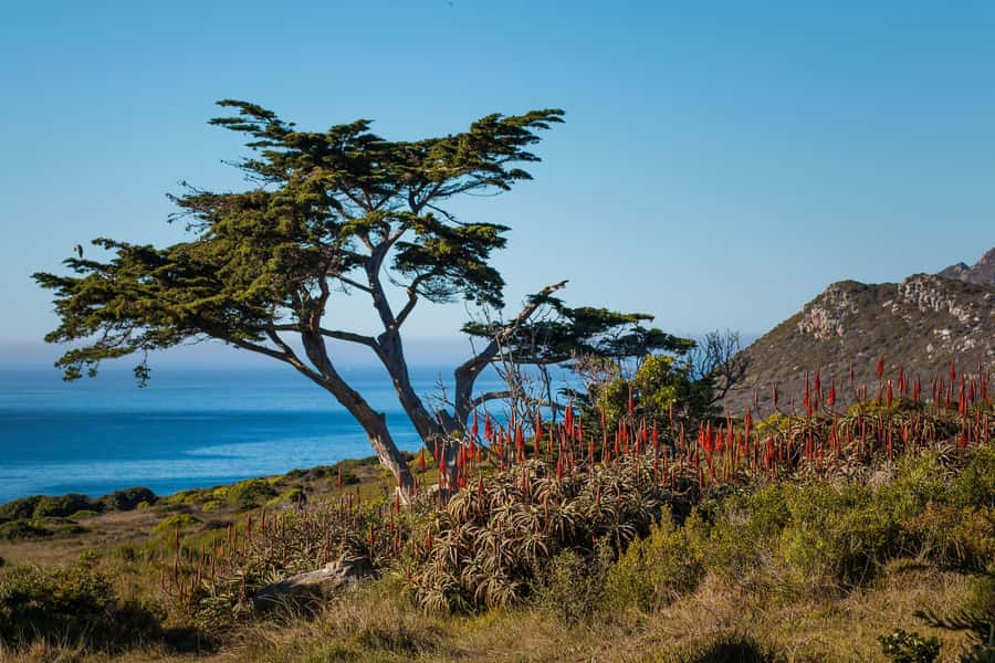 Cape Town: 9-hour Cape Point Private Guided Cycling Tour - Reaching Africa’s southwestern point