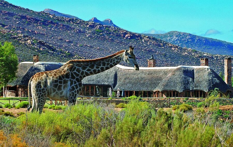 Cape Town: Aquila Game Reserve Day Entrance & Game Drive - What kind of safari is Aquila?