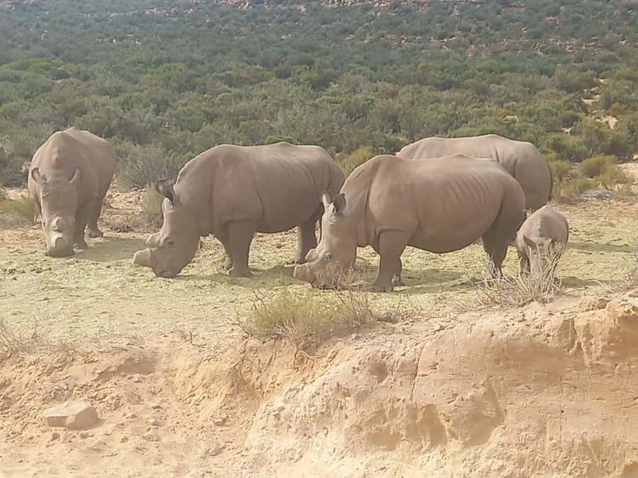 Cape Town: Aquila Game Reserve Sunset Game Drive - Key points to know before you book