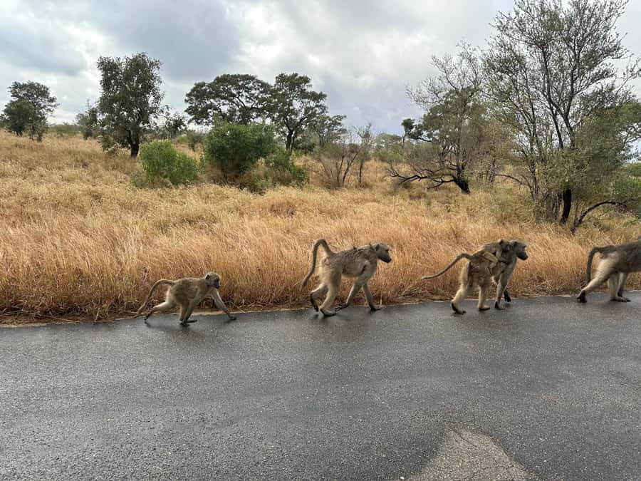 Cape Town: Aquila Game Reserve Sunset Game Drive - What you may see, and what you may not