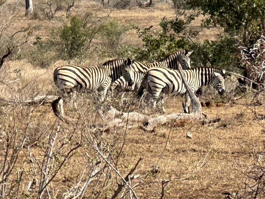 Cape Town: Aquila Game Reserve Sunset Game Drive - Weather, comfort, and what to pack