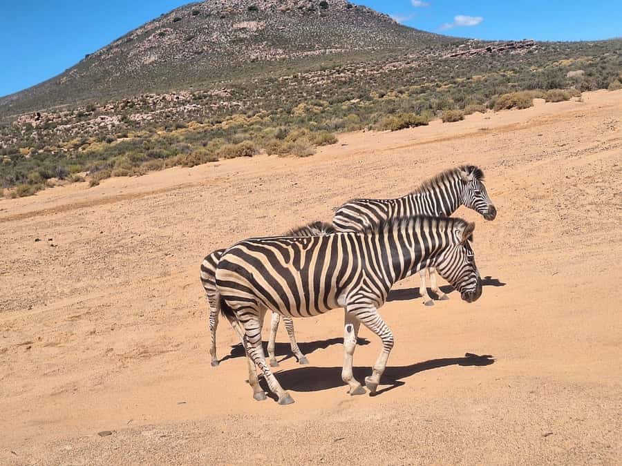 Cape Town: Aquila Game Reserve & V&A Waterfront Tour w/Lunch - A safari day without leaving Cape Town overnight