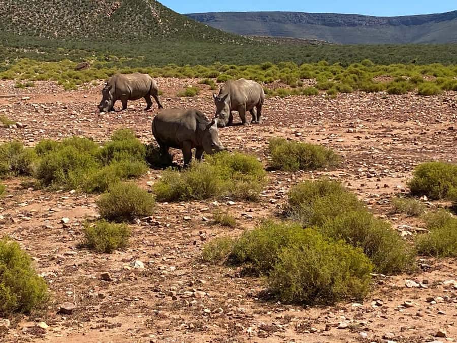 Cape Town: Aquila Game Reserve & V&A Waterfront Tour w/Lunch - What you may see on the 4x4 drive