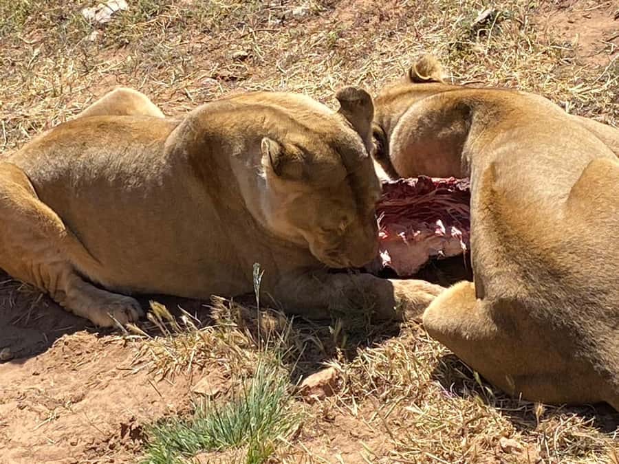 Cape Town: Aquila Game Reserve & V&A Waterfront Tour w/Lunch - Is $158 per person good value?
