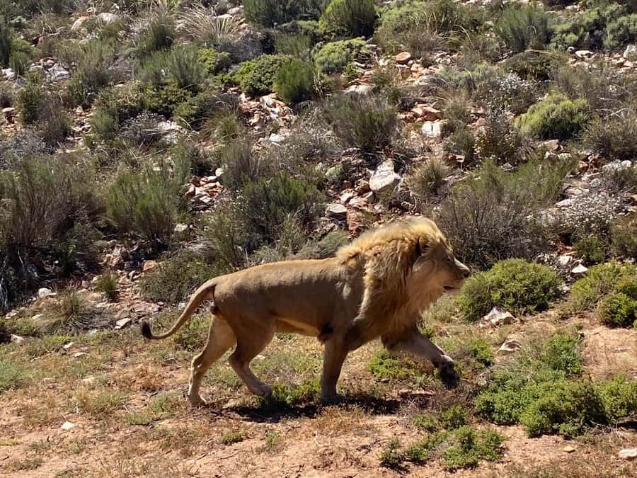 Cape Town: Aquila Game Reserve & V&A Waterfront Tour w/Lunch - Practical details to settle before booking