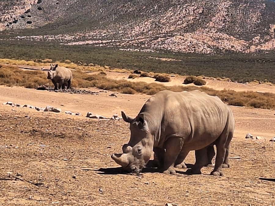 Cape Town: Aquila Game Reserve & V&A Waterfront Tour w/Lunch - Arriving at Aquila Game Reserve