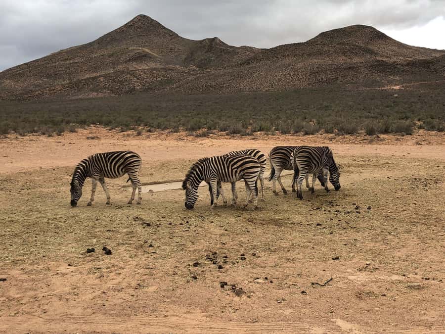 Cape Town: Aquila Reserve Safari with Lunch and Winery Visit - Booking tips for a smoother day