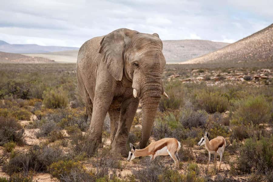 Cape Town: Aquila Reserve Safari with Lunch and Winery Visit - The appeal of a safari close to Cape Town