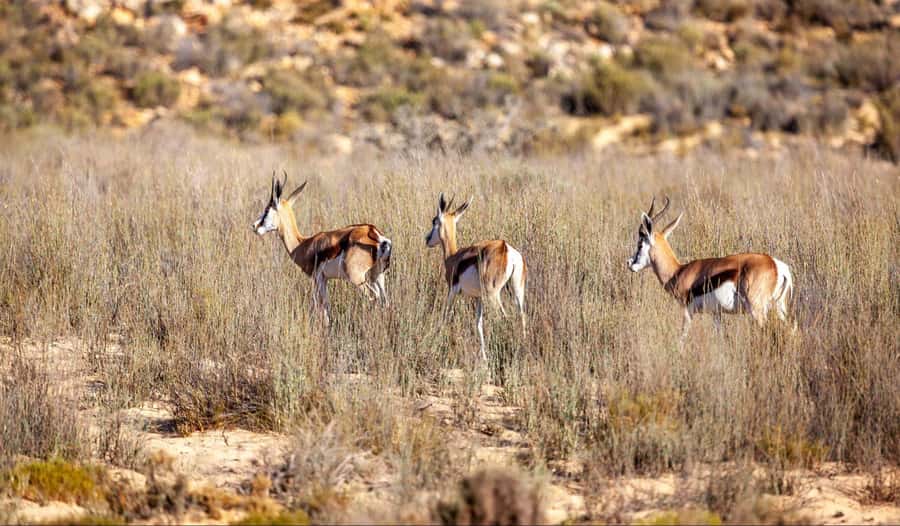 Cape Town: Aquila Reserve Safari with Lunch and Winery Visit - Lunch at the lodge after the drive
