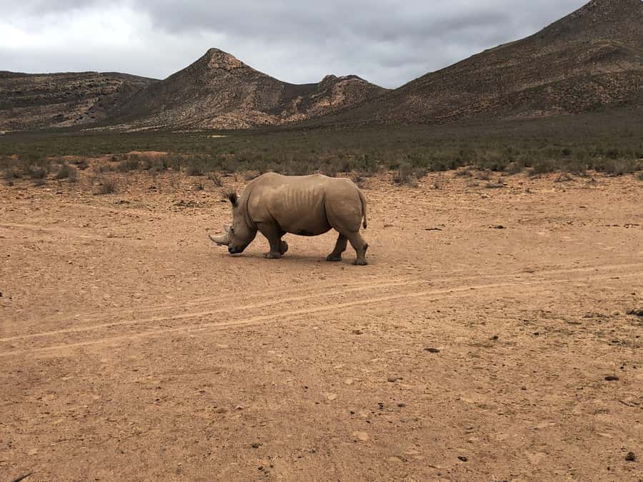 Cape Town: Aquila Reserve Safari with Lunch and Winery Visit - The Fairview wine and cheese stop in Paarl