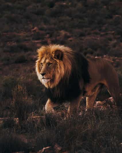 Cape Town: Aquila Reserve Safari with Lunch and Winery Visit - What the $123 price really covers