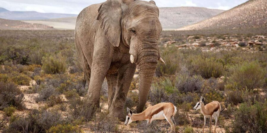 Cape Town: Aquila Reserve Safari with Lunch and Winery Visit - Who will get the most from this experience