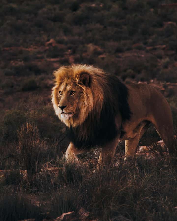 Cape Town: Aquila Reserve Safari with Lunch and Winery Visit - Leaving Cape Town for Aquila
