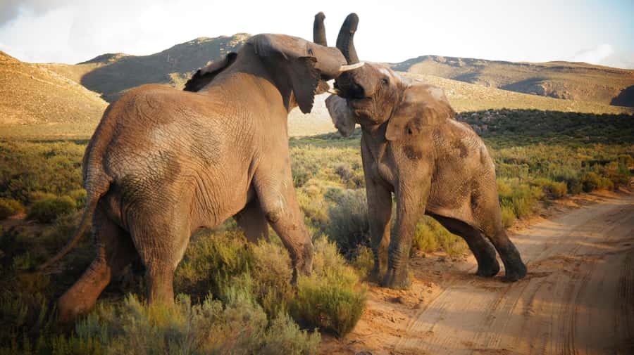 Cape Town: Big Five Safari and Breede River Valley Day Trip - Pickup in Cape Town and the road west