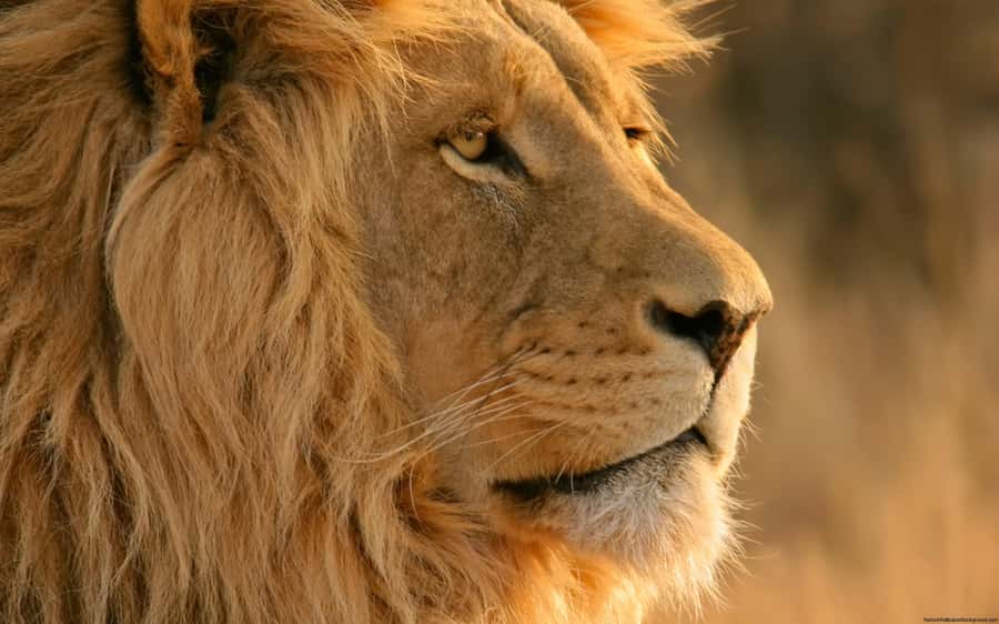 Cape Town: Big Five Safari and Breede River Valley Day Trip - Wine tasting at Du Toitskloof Wines