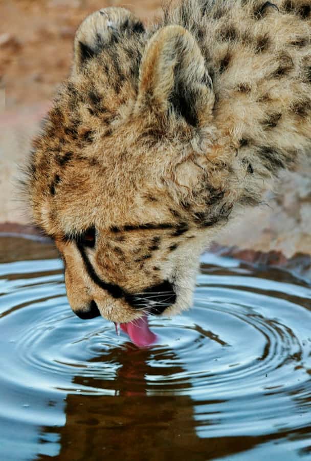 Cape Town: Big Five Safari and Breede River Valley Day Trip - Arriving at Aquila Private Nature Reserve
