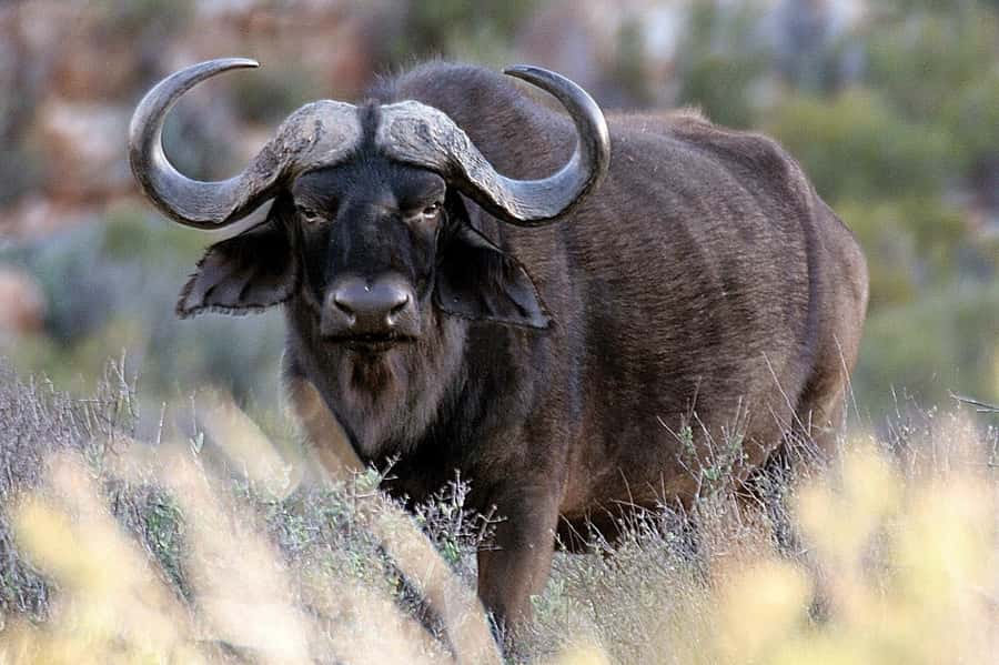 Cape Town: Big Five Safari and Breede River Valley Day Trip - The 2 to 3 hour Big Five game drive