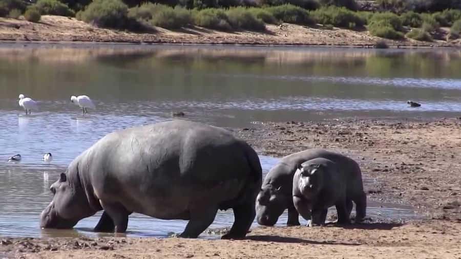 Cape Town: Big Five Safari and Breede River Valley Day Trip - What the full price really means