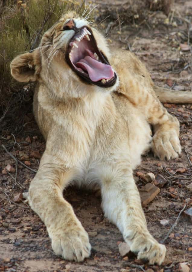 Cape Town: Big Five Safari and Breede River Valley Day Trip - Who should book this experience