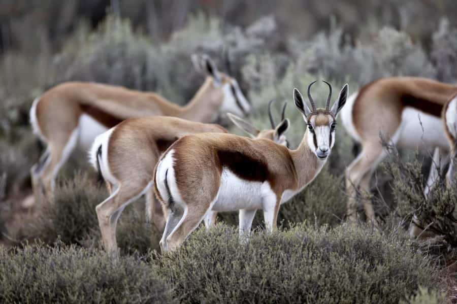 Cape Town: Big Five Safari and Breede River Valley Day Trip - Useful packing advice for a full day