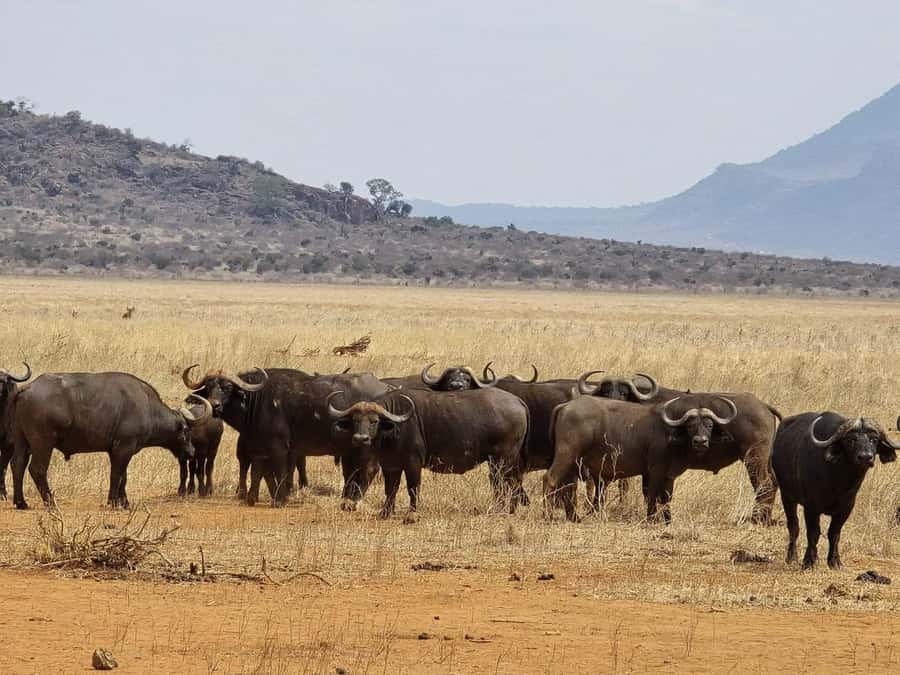 Cape Town big five safari with transport lunch Excl park fee - At a glance