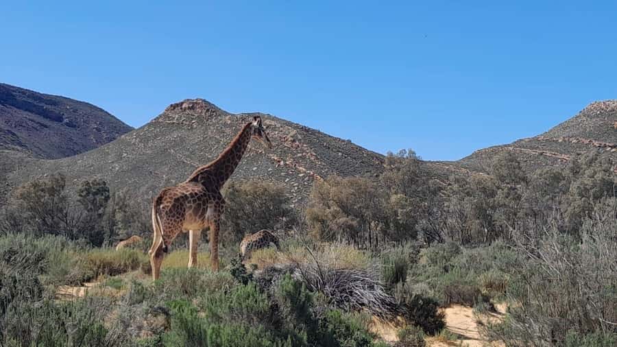 Cape Town big five safari with transport lunch Excl park fee - From Cape Town streets to Karoo plains