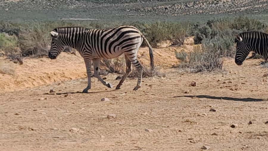 Cape Town big five safari with transport lunch Excl park fee - The open-air 4x4 game drive