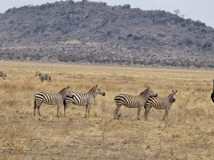 Cape Town big five safari with transport lunch Excl park fee - Practical advice for a better day