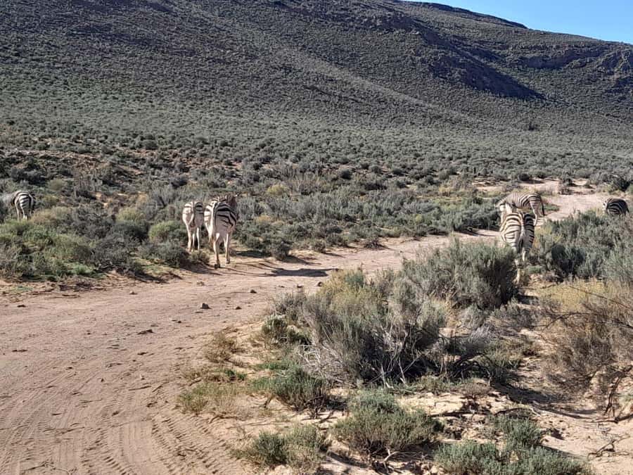 Cape Town big five safari with transport lunch Excl park fee - Should you book the Aquila safari?