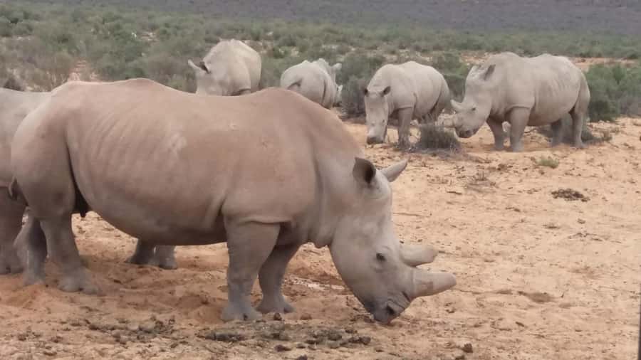 Cape Town big five safari with transport lunch Excl park fee - Arriving at Aquila Game Reserve
