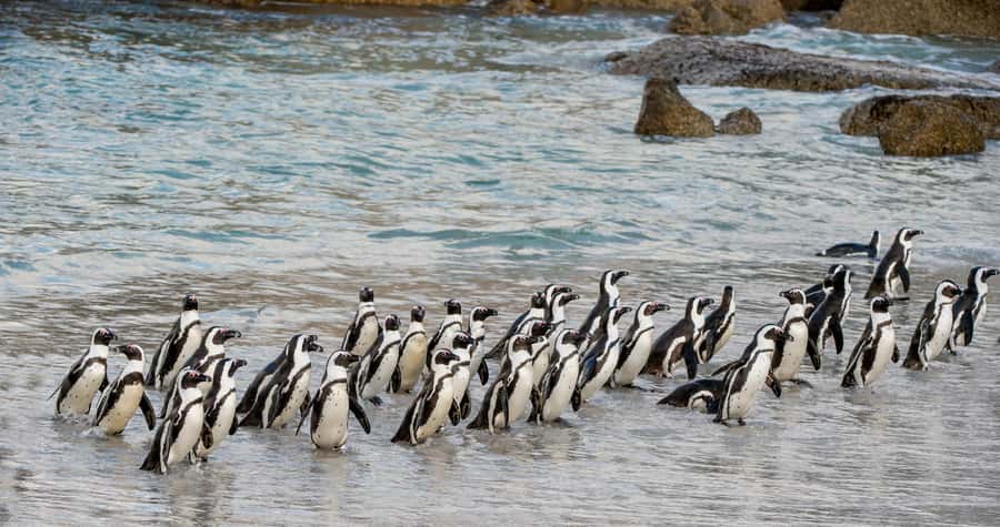 Cape Town: Boulders Penguin Colony Prebooked Entry Ticket - Why Boulders Beach is worth your time