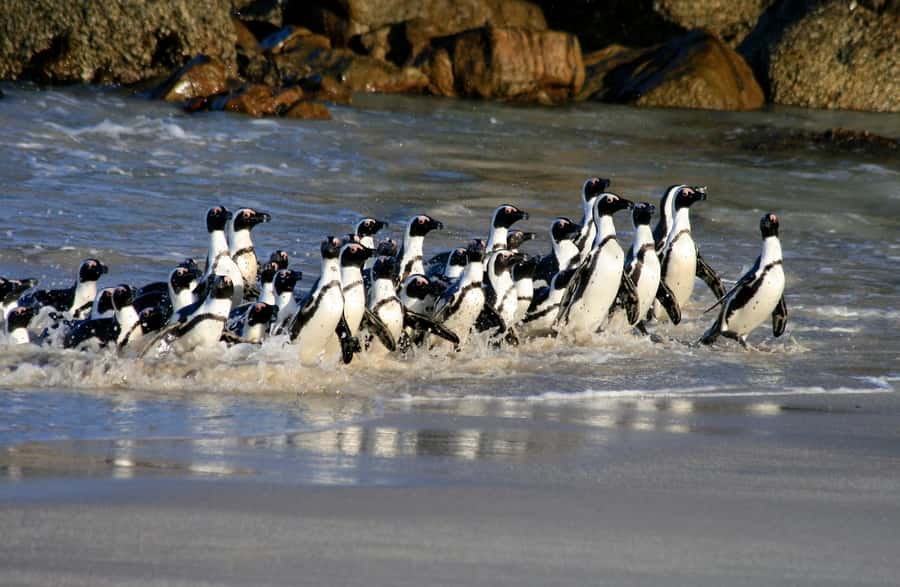 Cape Town: Boulders Penguin Colony Prebooked Entry Ticket - Following the boardwalk to the penguin viewpoint